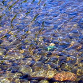 Kuva:www.100apes.net